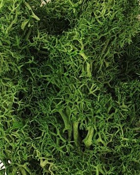 Eshel Maket Doğal Yosun Yeşil 10gr