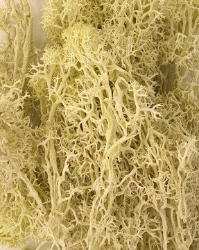 Eshel Maket Doğal Yosun Açık Yeşil 10gr
