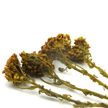 Odak Hobi Poşet Ağaç Sarı